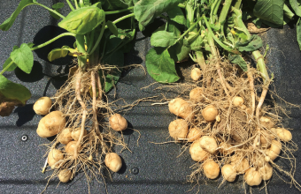 USDA makes National Potato Promotion Board appointments