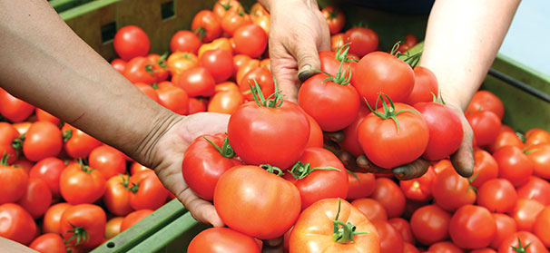 Food safety starts with washing your hands