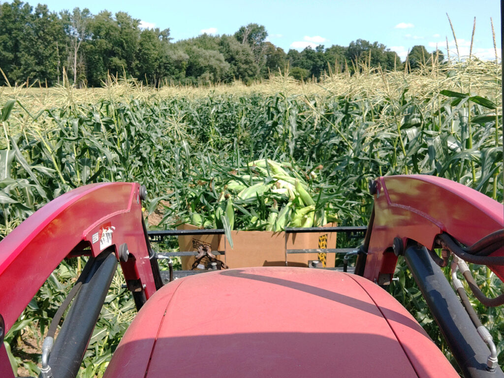 Overlooking the front of a red tractor in the middle of a corn field, with corn gathered in a bucket