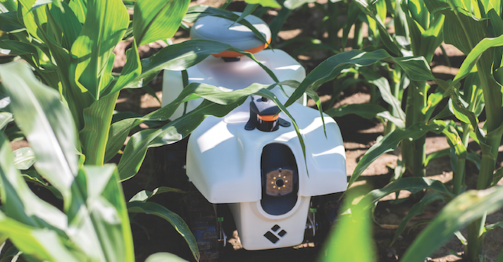 Robot tapped for strawberry phenotyping to boost breeding