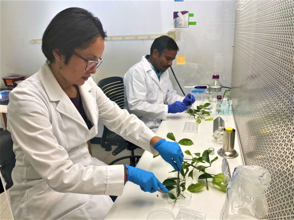 Fighting agricultural plant diseases focus of Texas A&M researchers