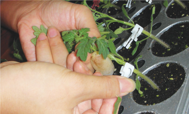 Science of better seeds pursued