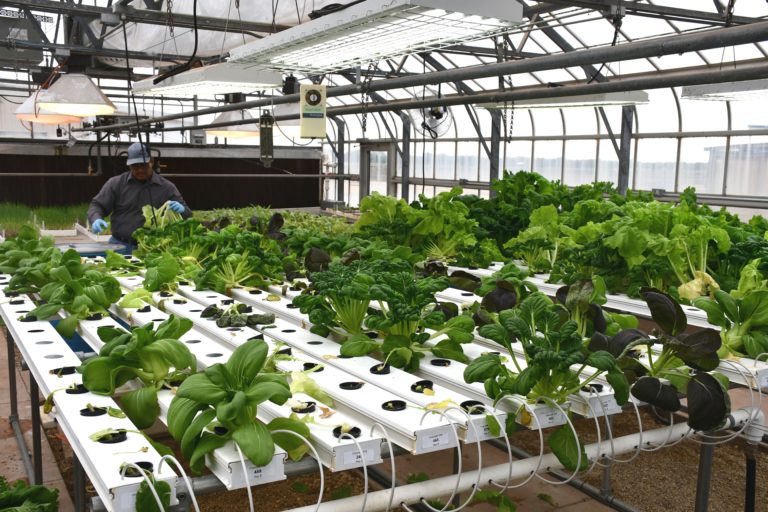 Controlled Environment Urban Agriculture conference set Dec. 5 in Dallas