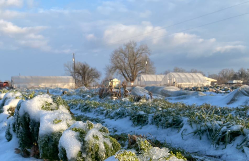 Texas growers suffer heavy vegetable crop losses