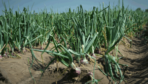Onion farmers push for $3 to $5 import fee amid cost pressures