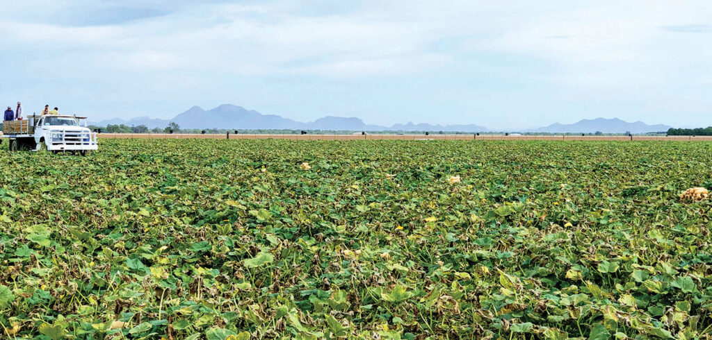 Sykes launches organic brand for squash