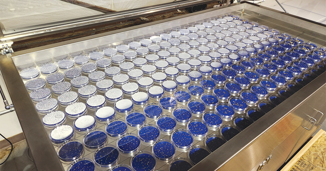 Researcher study conditions triggering weed emergence