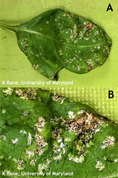 Serious thrips damage to greenhouse, high tunnel vegetables widespread in Maryland