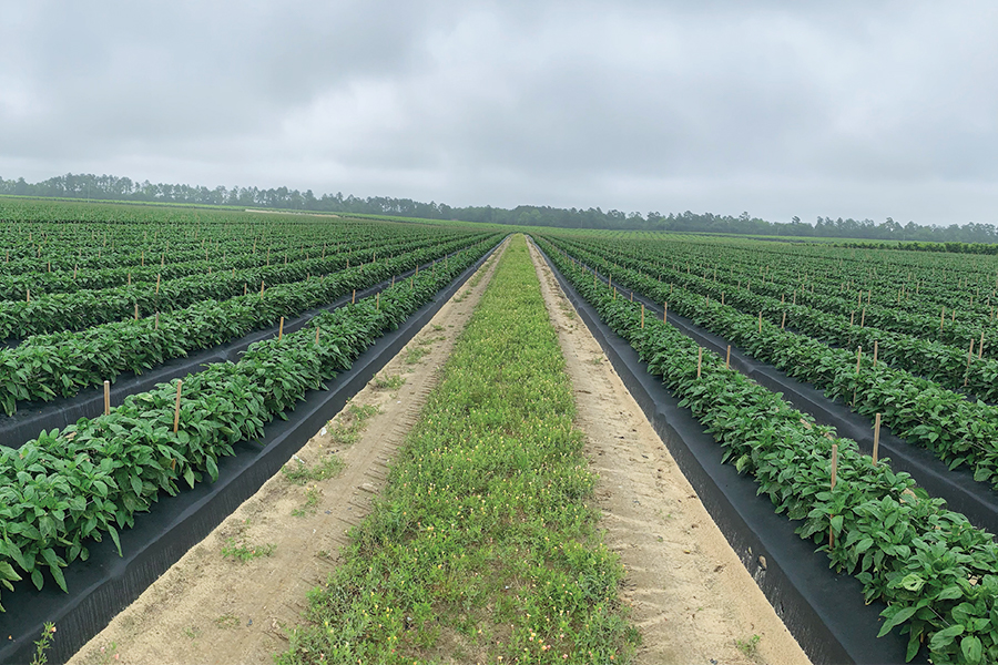 High Yield Outcomes: Weather or Not