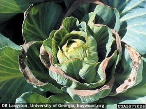 Treatments for tipburn in Brassica crops and lettuce outlined