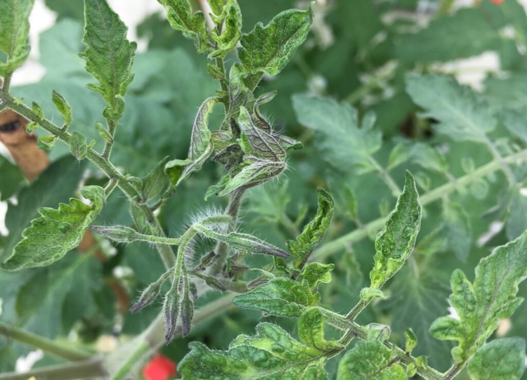 New testing method available for Tomato brown rugose fruit virus