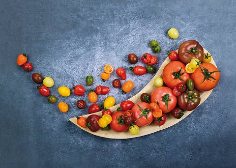 TomaTech cracks the code for ToBRFV-resistant tomatoes