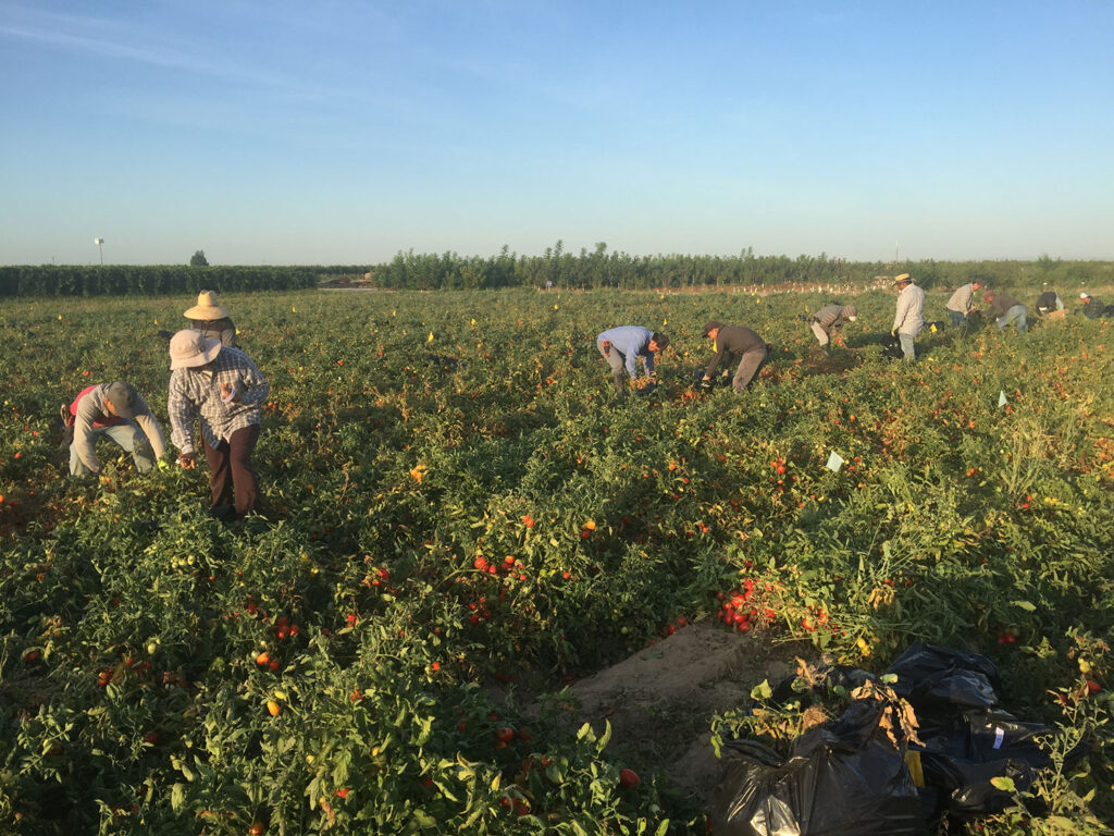 Tomato production 101: Distinctions beyond ‘fruit or vegetable’ debate