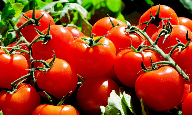 California tomato processing contract acreage up 7.8%