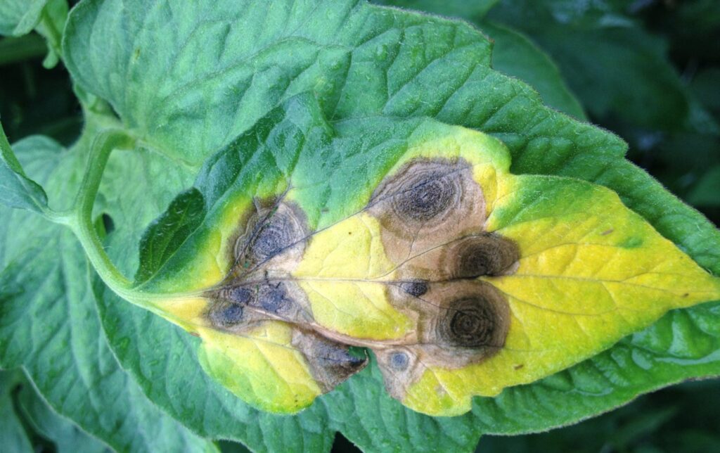 Louisiana’s warm, rainy weather brings vegetable plant diseases