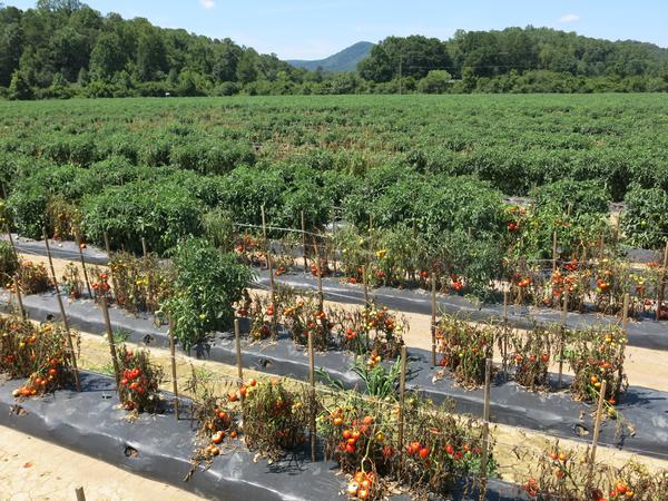 Southern bacterial wilt causing problem in vegetables
