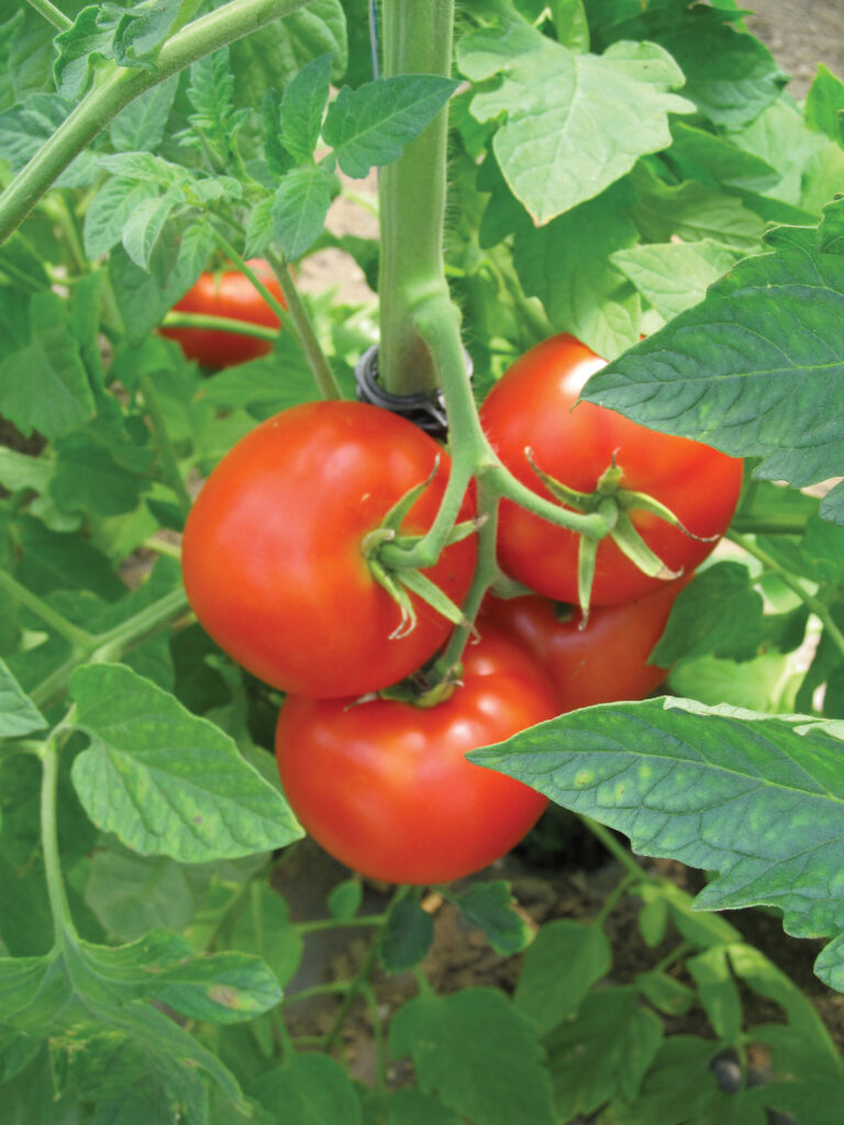 UF/IFAS Florida Tomato Institute is Sept. 4