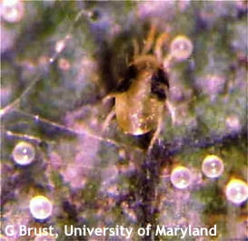 Two-spotted spider mites hit high tunnel vegetables