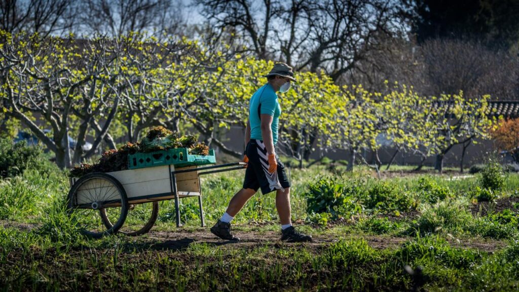 UC Davis Student Farm keeps working to feed the community
