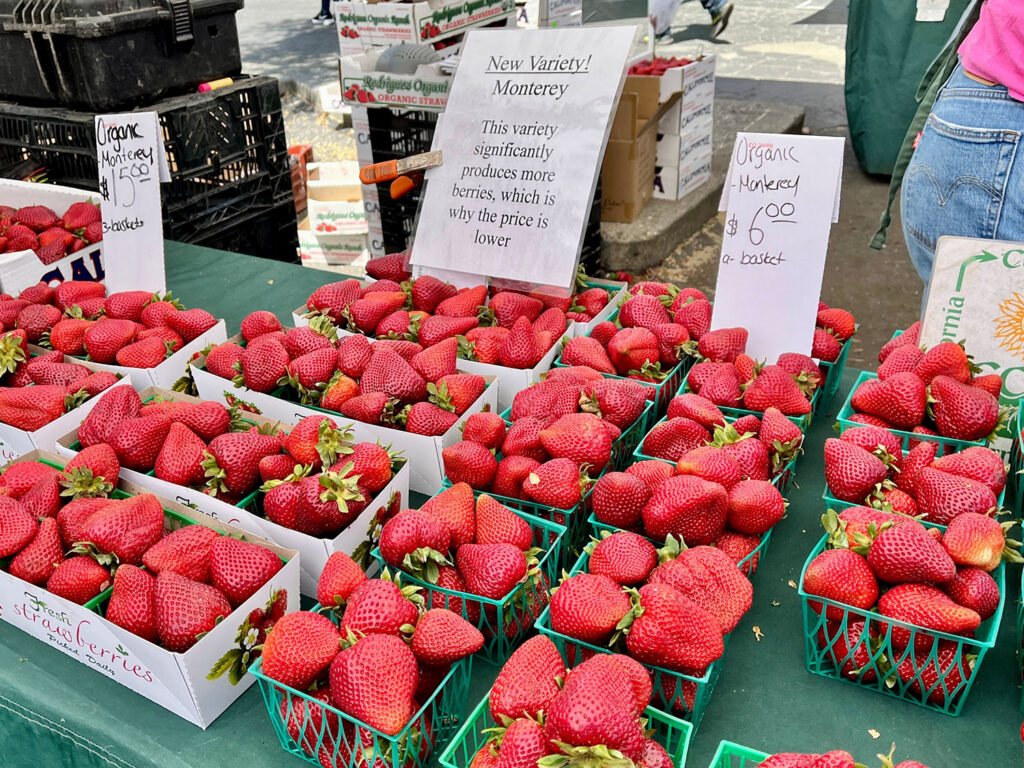 About 13% of all strawberries produced on the Central Coast are organically grown. UC-bred Monterey variety strawberries shown.