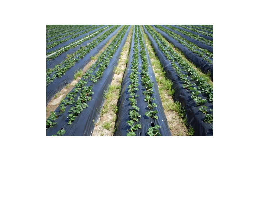 Study: costs, returns of growing California organic strawberries