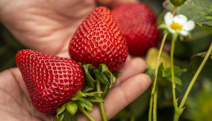 First biocontrol from Biotalys demonstrates efficacy for growers 