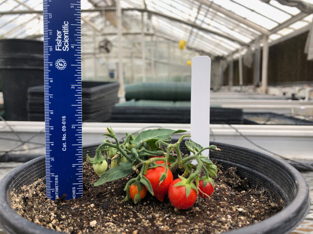 Astronauts might soon grow space tomatoes