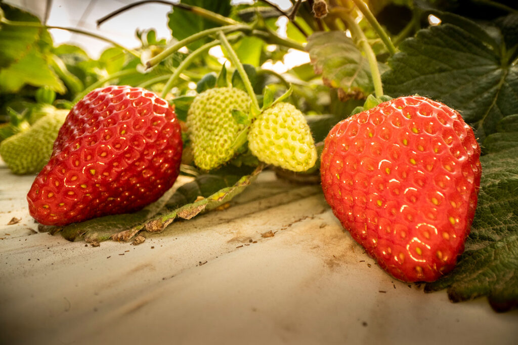 2 new strawberry varieties released by UC Davis