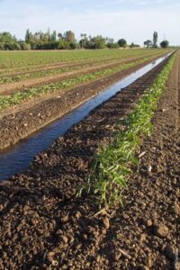 Processing tomato acreage, which accounts for 90 percent of vegetable acreage in Yolo County at present, could expand by 14 percent by 2050 if current climate trends persist. Photo: UC Division of Agriculture