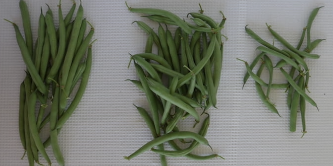 Selecting heat-tolerant snap bean varieties