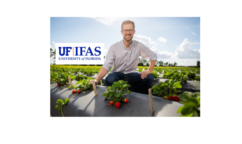 Florida strawberry growers aided by new varieties