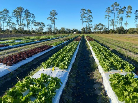 Growing lettuce in non-traditional areas of Florida