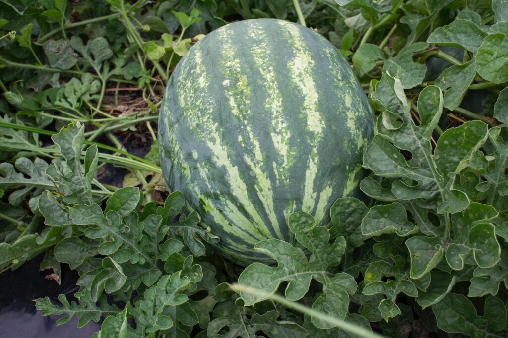 UF disease, water info help Florida watermelon growers’ bumper crop