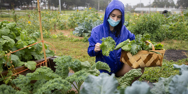 UF/IFAS program connects small-scale growers with digital marketing tools