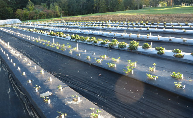 Plasticulture strawberry fertilization timing important as bloom begins
