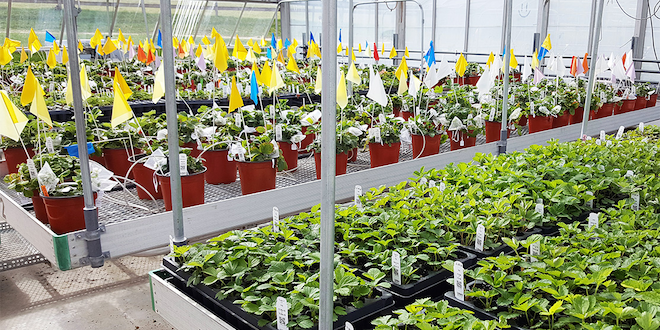 Genomic information being used to develop organic strawberries