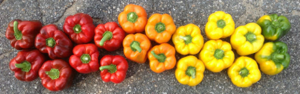 Eight red peppers, four orange peppers, eight yellow peppers lined up on pavement
