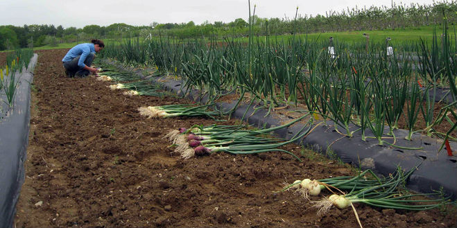 Onions successfully grown in low tunnels