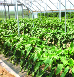 Pepper plants in a high tunnel