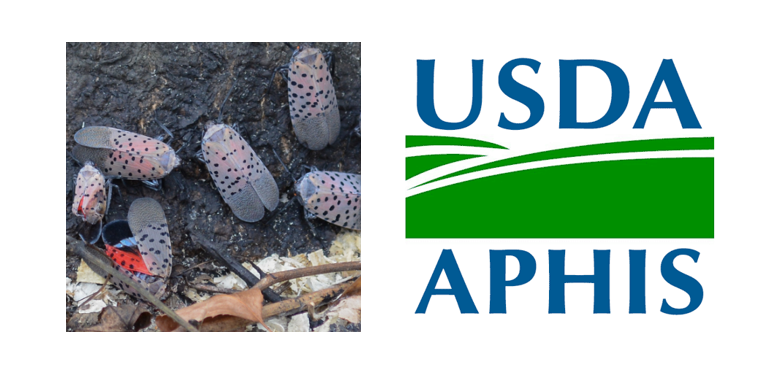 Spotted lanternflies focus of USDA working group