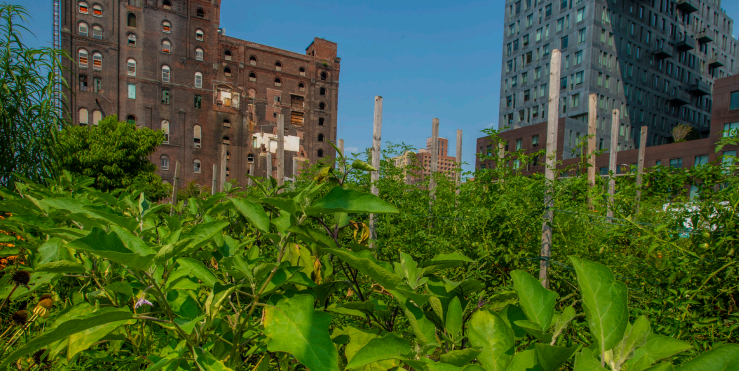 USDA supports urban specialty crops through grants