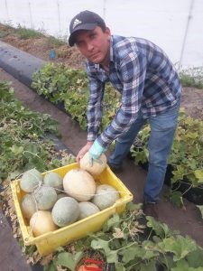UF research uses UV light for powdery mildew on cantaloupe