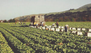 UesugiFarms2