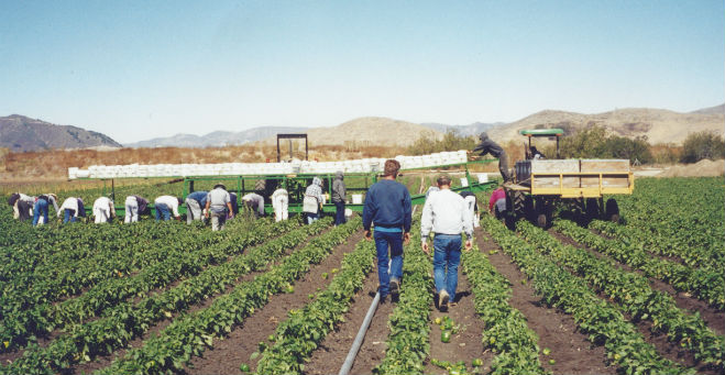 Food safety, labor complicate vegetable growing at Uesugi Farms