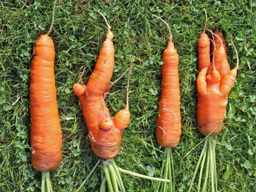 Giving ugly produce a chance validated by Ohio State research