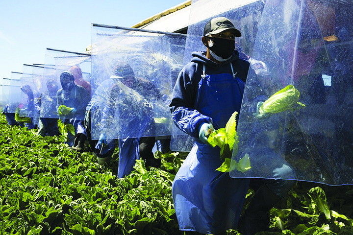 UF/IFAS, FDACS spread word on COVID-19 testing to Florida ag workers