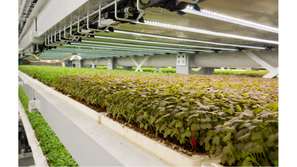 Upward Farms announces ‘world’s largest’ indoor vertical farm
