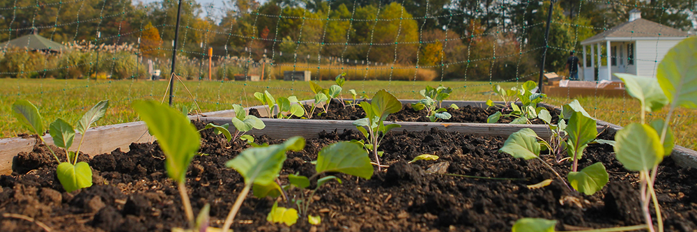 Sustainable Urban Agriculture Certificate Program offered in Virginia