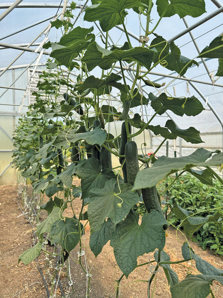 Veg Connections: Seedless cucumbers in high tunnels