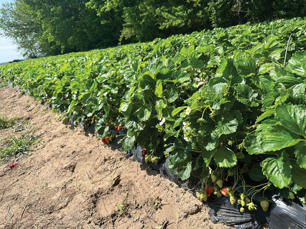 VGN-Connections-plasticulture-2